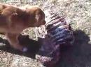 Brio the Toller eating a raw deer rib cage