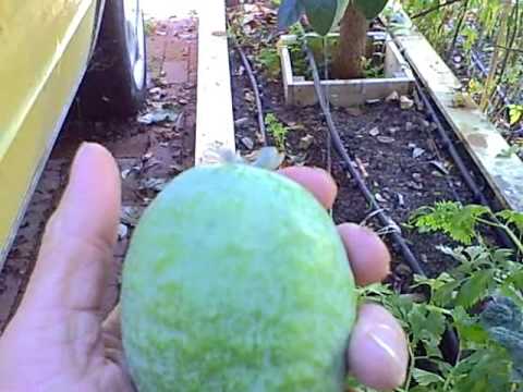 how to harvest guava