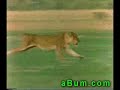Hunter vs lion