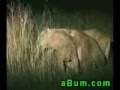 Hunter vs lion 