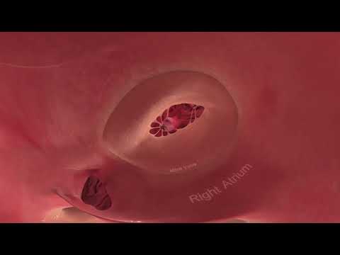 A Virtual Reality tour inside the Heart - YouTube