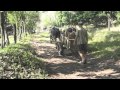 Fidel's Oxen