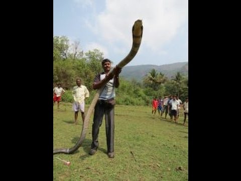 king cobra