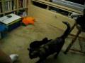 videos de Kitty playing fetch 001.AVI
