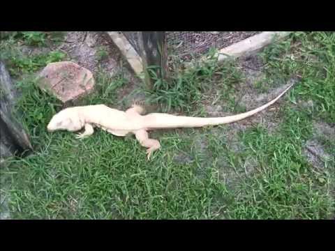 YouTube reptile video