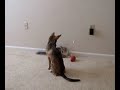Dog and Cat Play Dog and Cat Play
