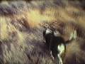 videos de Super 8 Movie #4 - Yakima, WA - November 2000