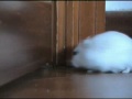 hamster vs door - criceto rosicchia porta
