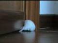 hamster vs door - criceto rosicchia porta