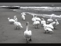 Le Vent Nous Portera - Noir Desir