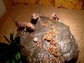 Hemidactylus Triedrus (2)