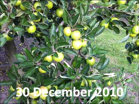 Time-delay apple growing