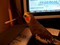 calopsita