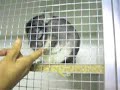 Chinchilla tapdancing!