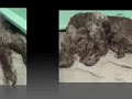First Day Dorigan Irish Setter  Puppies Slides