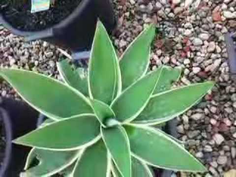 Agave attenuata variegated