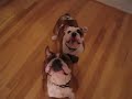 Lola y Uma