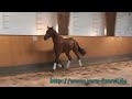 Equine Show Jumping Horse for Sale by Landos