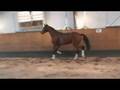 Equine Show Jumping Horse for Sale by Landos