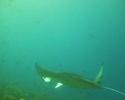 Mantas filmed from Isaland Riti Rah in Maldives