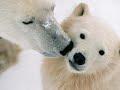 Alaskan Wildlife Refuge