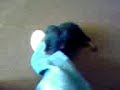 Drica Brincando