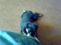 Drica Brincando
