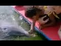 Tamsin Outhwaite helps a young child swim with cute dolphin - BBC wildlife