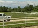 jc, leo, parker, nick, and vegas do their thing in a pasture at hidden creek farms, montville, oh