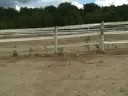 jc, leo, parker, nick, and vegas do their thing in a pasture at hidden creek farms, montville, oh