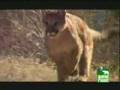 Puma  belgeseli video.