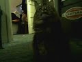 Cat fetching like a dog Icon