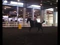 standardbred demo at Equine Affair