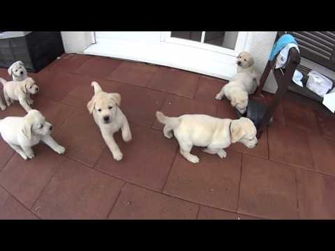 Mayfieldgarden #268 Das beste Welpenspielzeug...unsere Gießkanne.