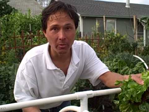 how to harvest leaf lettuce