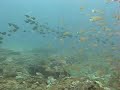 Shark point reef, Mombasa, Kenya