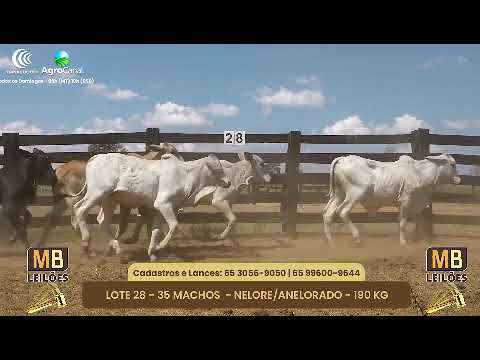 515� LEIL�O VIRTUAL MB LEIL�ES