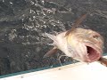 baracuda zubatac
