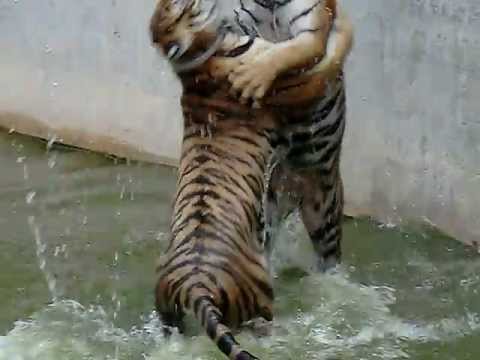 tiger