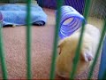 Butter Bean the Guinea Pig