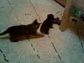 catel & pisica catel & pisica