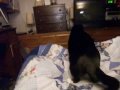 A Trio of Battles, 3CoolKats Ep. 49