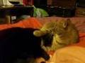 A Trio of Battles, 3CoolKats Ep. 49