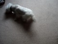 pip the westie