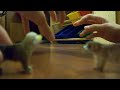 Minature DogHouse 3