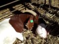 Goat Video Series Doe Kidding