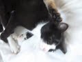 Dummes kleines süßes KAtzenbaby massiert große Katze Teil 2
