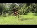 videos de VJ's Blues Glowing Ember II
