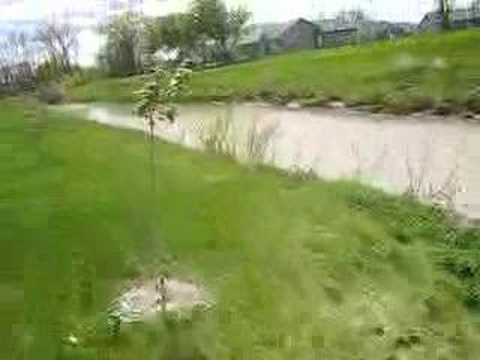 how to fertilize weeping cherry tree