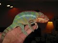 SPLAT VS HORNWORM OFFICIAL VIDEO.wmv